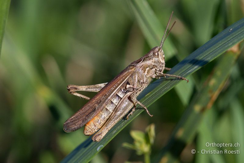 Chorthippus brunneus ♀, frisch gehäutet - CH, TI, Coldrerio, 03.09.2013