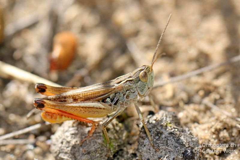 Stenobothrus fischeri ♂ - AT, Niederösterreich, Oberweiden, 13.06.2013