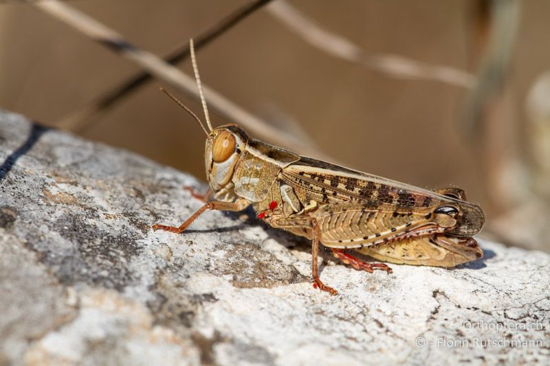 Calliptamus italicus ♂ - GR, Epirus, Ampelia, 11.07.2011