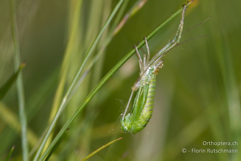 Häutung einer Tettigonia viridissima-Larve vom 3. zum 4. Larvenstadium - CH, TI, Mugena, 17.05.2012