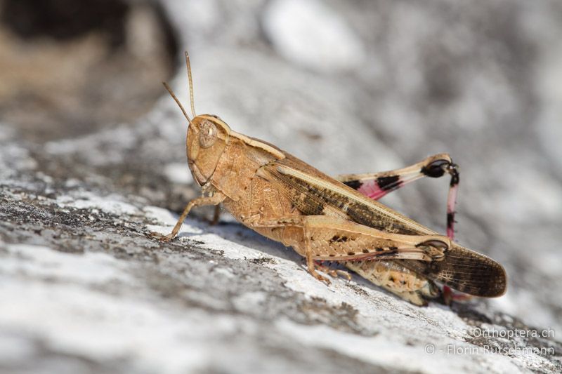 Aiolopus strepens ♀ - GR, Ostmakedonien, Mt. Pangeon, 12.07.2012