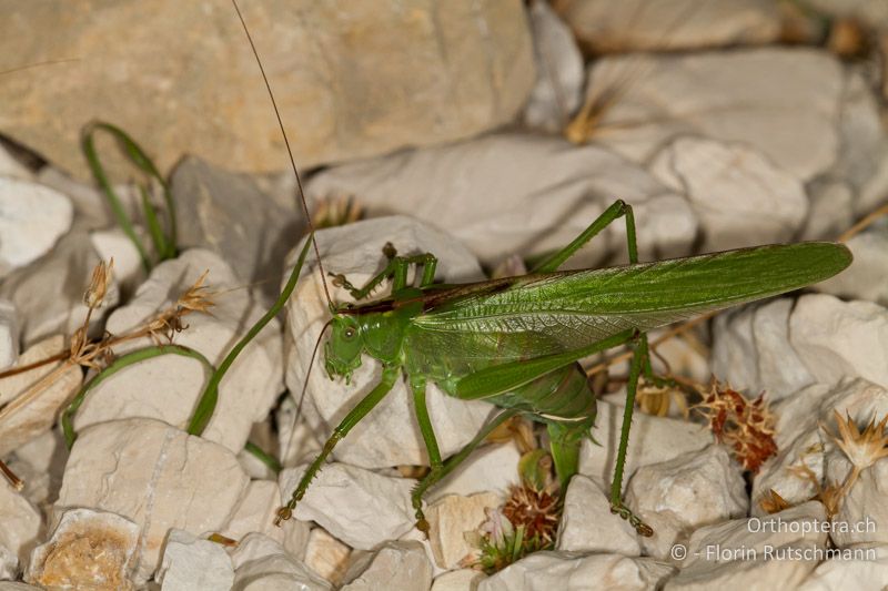 ♀ von Tettigonia viridissima bei der Eiablage - GR, Epirus, Mt. Tomaros, 30.07.2013