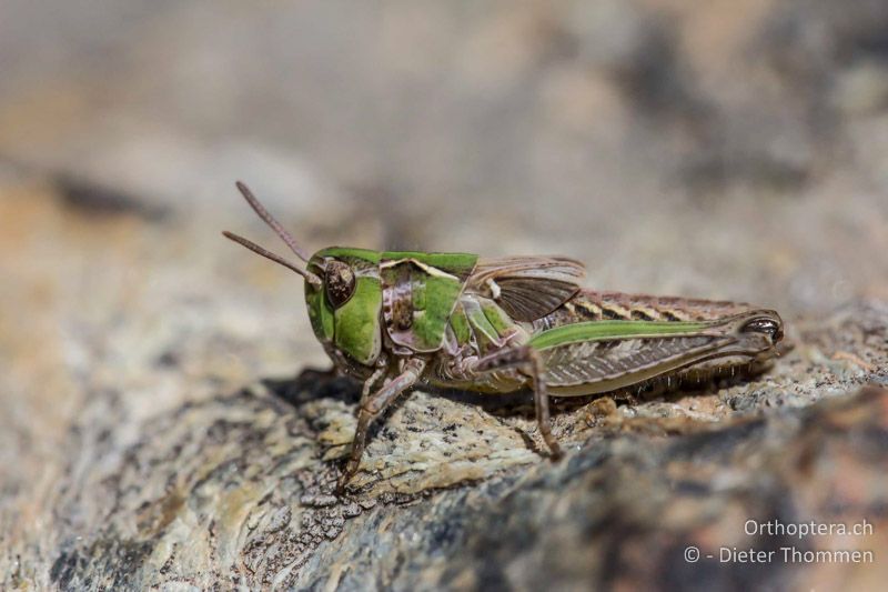 4. Larvenstadium von Myrmeleotettix maculatus ♀ - CH, VS, Zermatt, Gornerli, 30.08.2013