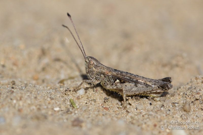 Myrmeleotettix antennatus ♂ - HU, Südliche Grosse Tiefebene, Kecskemét, 08.07.2016