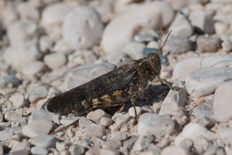 Bryodemella tuberculata ♂ - DE, Bayern, Vorderriss, 03.08.2008