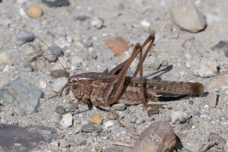 Platycleis sabulosa ♀ - FR, Camargue, 09.07.2014