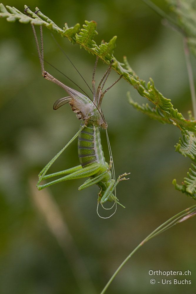 Poecilimon jonicus ♀ bei der Imaginalhäutung - GR, Westmakedonien, Mt. Vernon, 10.07.2013