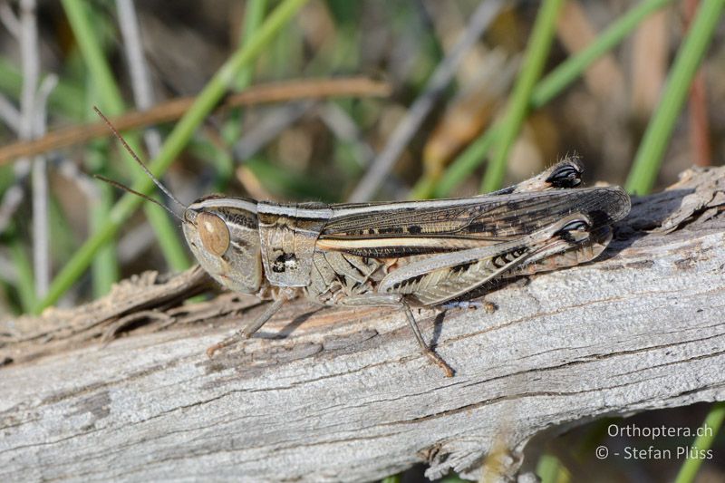 Ramburiella hispanica ♀ - FR, Ginasservis, 05.07.2014