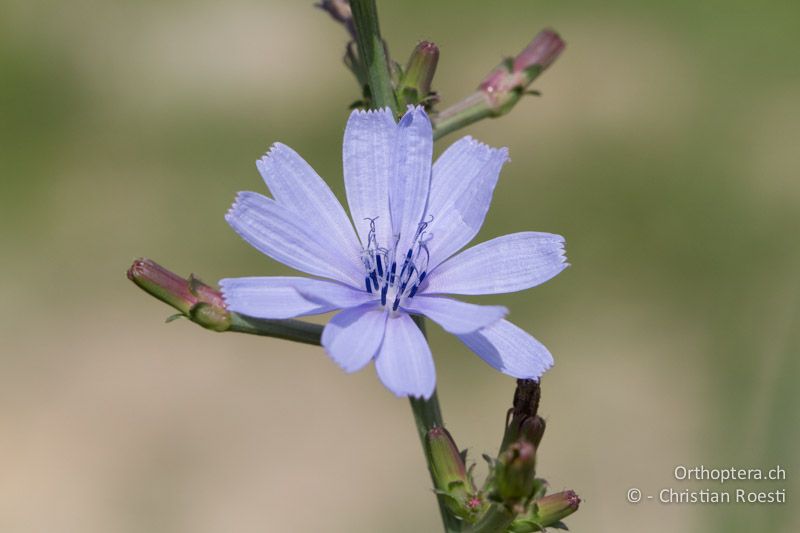 Wegwarte (Cichorium intybus) - FR, Saint-Gilles, 10.07.2014