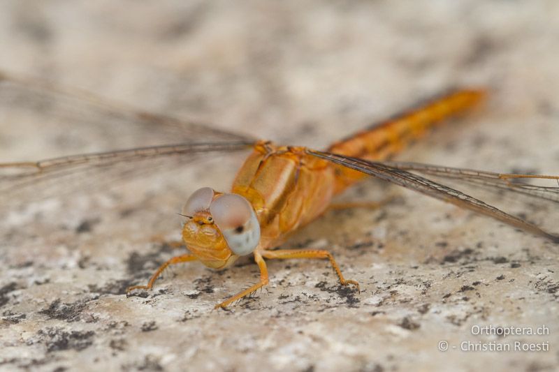 Crocothemis sanguinolenta, Little Scarlet ♀ - SA, Nort West, Rustenburg, Sparkling Waters Hotel, Magaliesberg, 14.01.2015