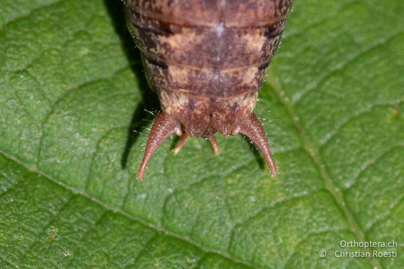 Hinterleibsende von oben von Rhacocleis annulata ♂- CH, SO, Nuglar, ex situ, 08.09.2020