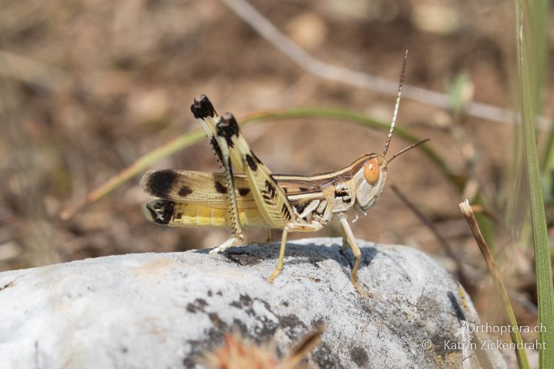 Ramburiella turcomana ♂ - GR, Westmakedonien, Xino Nero,10.07.2017