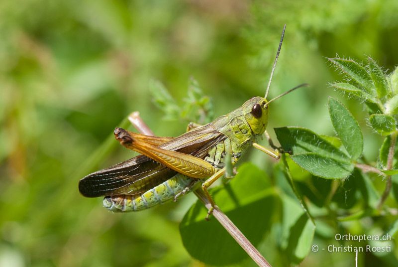 Stauroderus scalaris ♂ - CH, TI, Isone, 14.07.2008