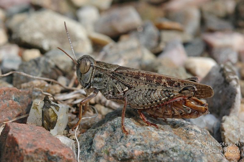 Calliptamus italicus ♂ - CH, TI, Arzo, 07.09.2006