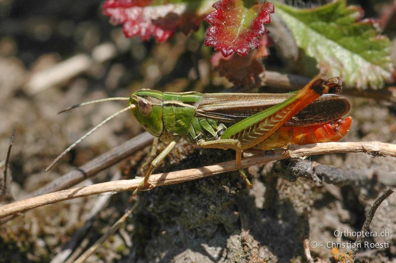 Stenobothrus lineatus ♂, singend - CH, VS, Martigny, 15.07.2007