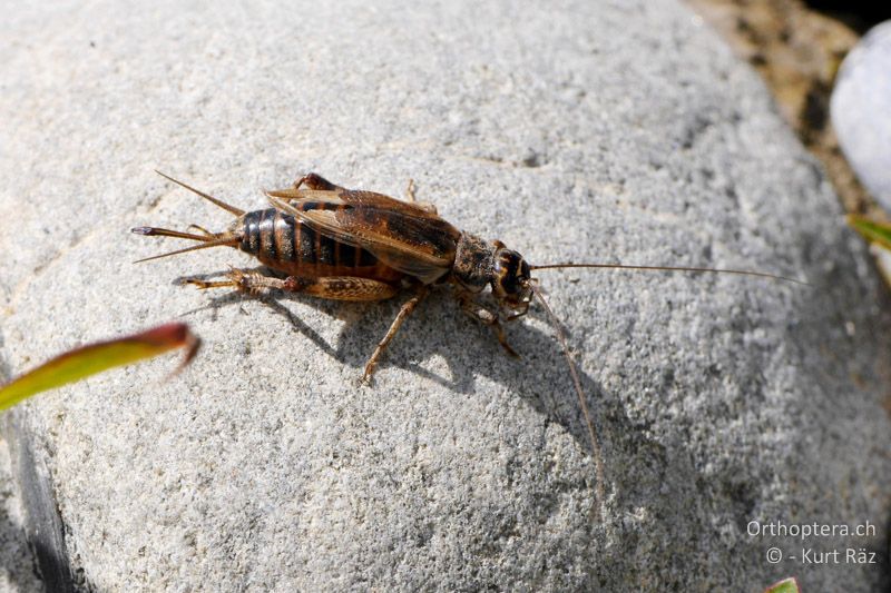 Südliche Grille (Modicogryllus bordigalensis) ♀ - FR, bei Manosque, 05.07.2014