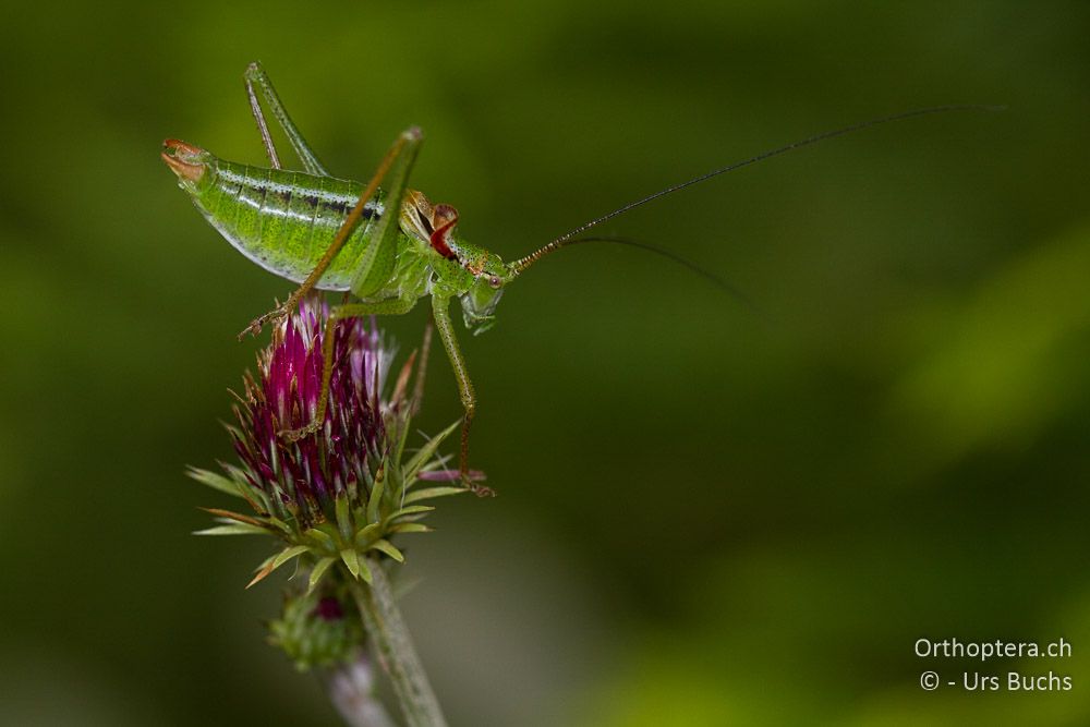 Poecilimon gracilis ♂ - GR, Westmakedonien, Mt. Vernon, 10.07.2013