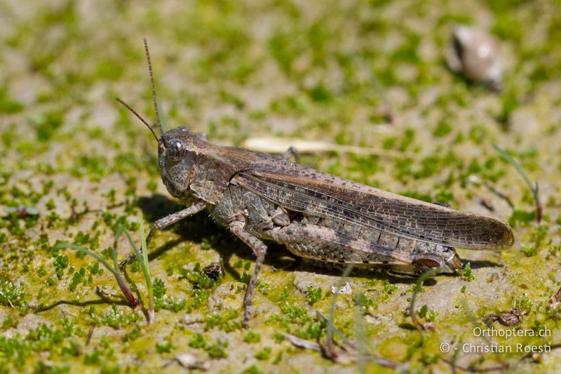 Epacromius tergestinus ponticus ♀ - CH, VS, Salgesch, 11.08.2013