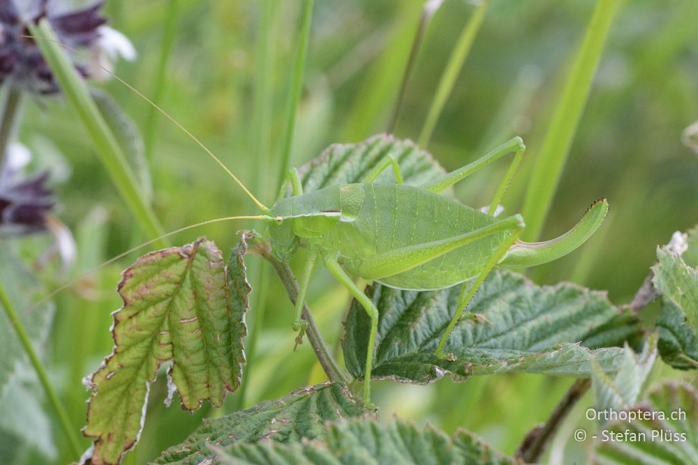 Isophya leonorae ♀- BG, Blagoewgrad, Bergwiese bei Pass nach Pirin, 12.07.2018