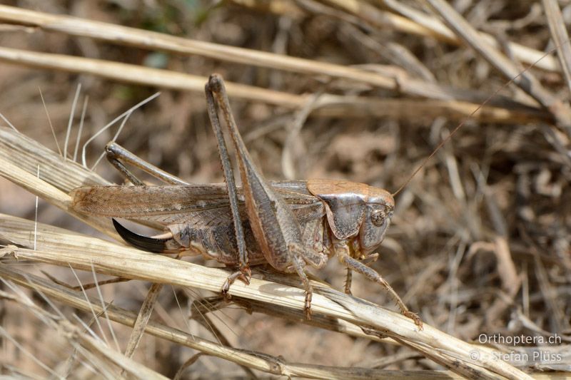 Platycleis falx laticauda ♀ - FR, Crau, 08.07.2014