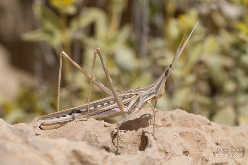 Kurzfühlerschrecke der Gattung Truxalis (Truxalis cf. eximia oder procera). Dana, 19.05.2011