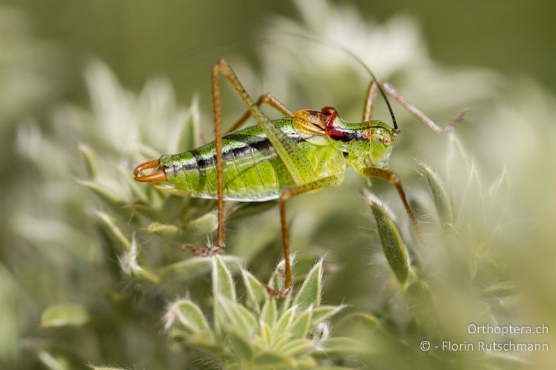 Poecilimon gracilis ♂ - GR, Westmakedonien, Mt. Varnous, 21.07.2012