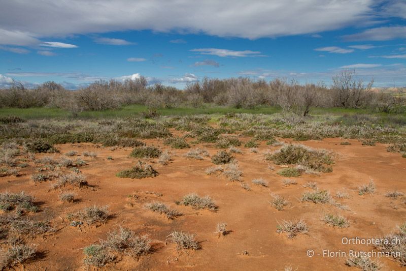 Im Frühling teilweise überflutete, wechselfeuchte Pionierflur, die sich während des Sommers in eine staubige Steppenlandschaft verwandelt - ES, Aragonien, Belchite, 27.03.2013