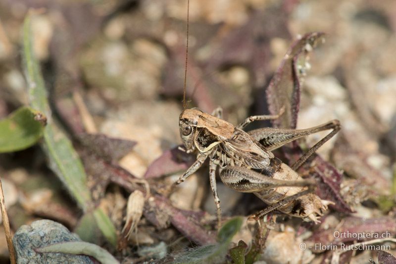 Montana macedonica ♂ - GR, Westmakedonien, Akrini, 14.07.2017