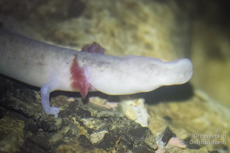 Grottenolm (Proteus anguinus) - Slowenien, Notranjsko-Kraška, Postojna, 31.05.2014