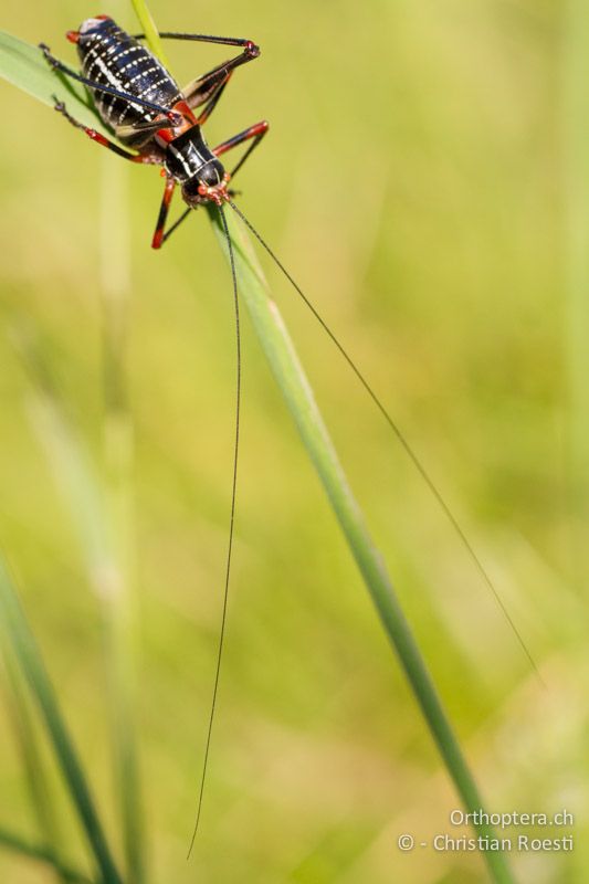 Barbitistes ocskayi ♂ - HR, Istrien, Prodol, 03.06.2014