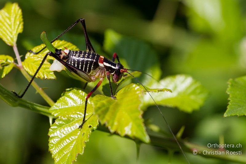 Barbitistes ocskayi ♀ - HR, Istrien, Galižana, 03.06.2014