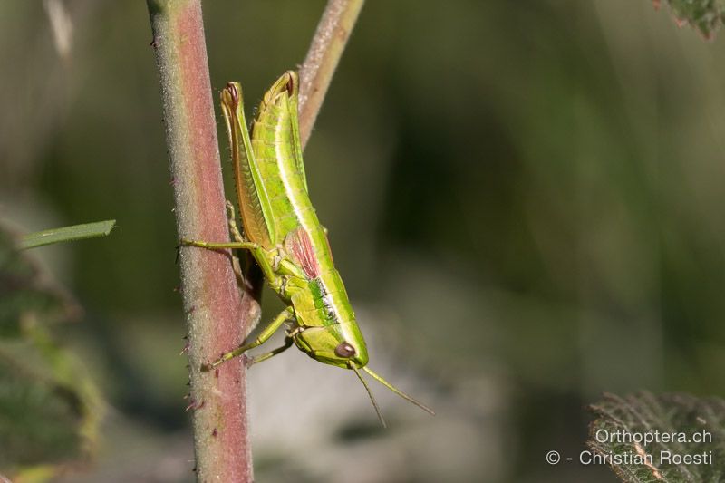 Euthystira brachyptera ♀ - HR, Istrien, Mala Učka, 20.07.2015