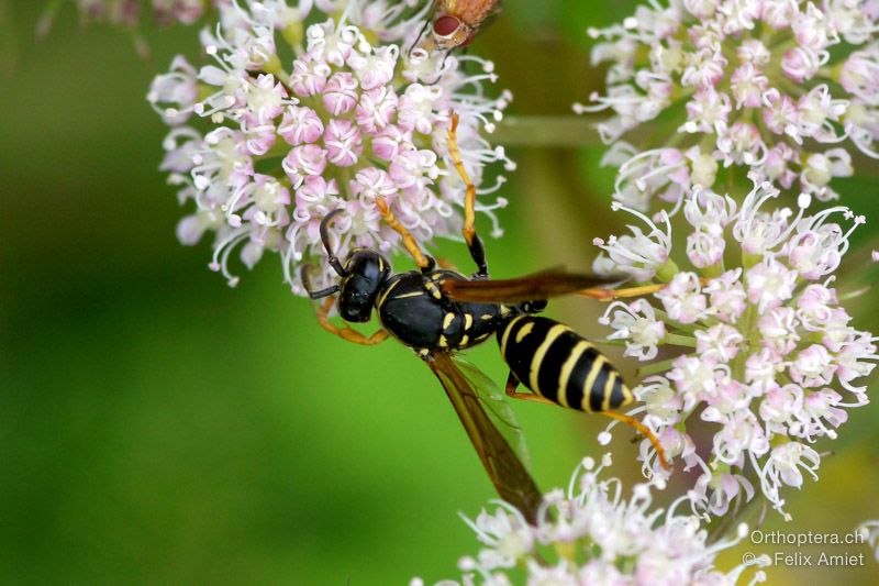 Feldwespe, Polistes biglumis ♀ - HR, Istrien, Račja Vas, Dol, 24.07.2015