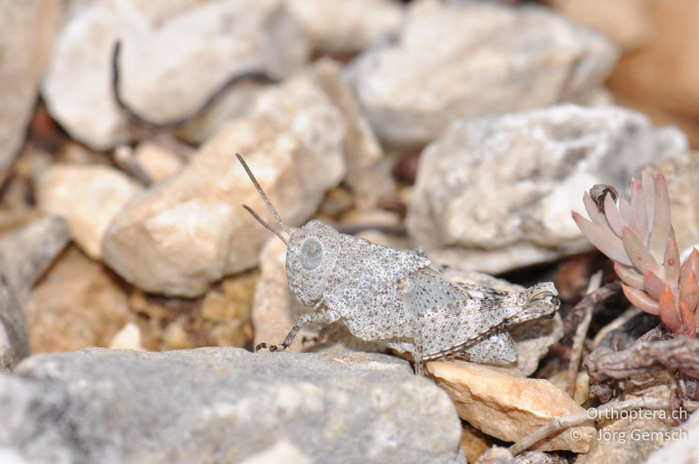 Oedipoda germanica-Larve - HR, Istrien, Premantura, Gornji Kamenjak, 20.06.2016