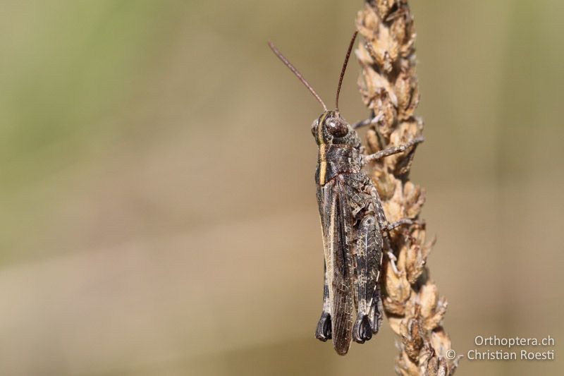 Epacromius coerulipes ♂ - AT, Burgenland, Oggau am Neusiedlersee, 15.09.2016