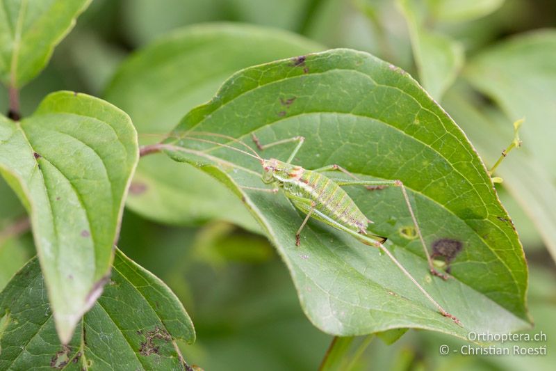 Gestreifte Zartschrecke (Leptophyes albovittata) ♀ - AT, Niederösterreich, Ebergassing, 08.07.2018