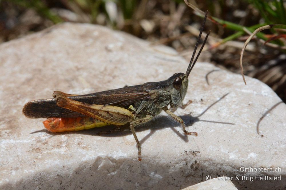 Ach so, ein Chorthippus bornhalmi ♂! - HR, Istrien, Mala Učka, 22.06.2016