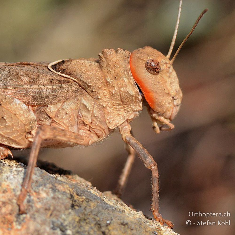 ♀ der Steinschrecke Asiotmethis limbatus - GR, Westmakedonien, Klidi, 09.07.2013