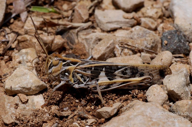 Kreuzschrecke (Oedaleus decorus) ♂ - FR, bei Manosque, 05.07.2014