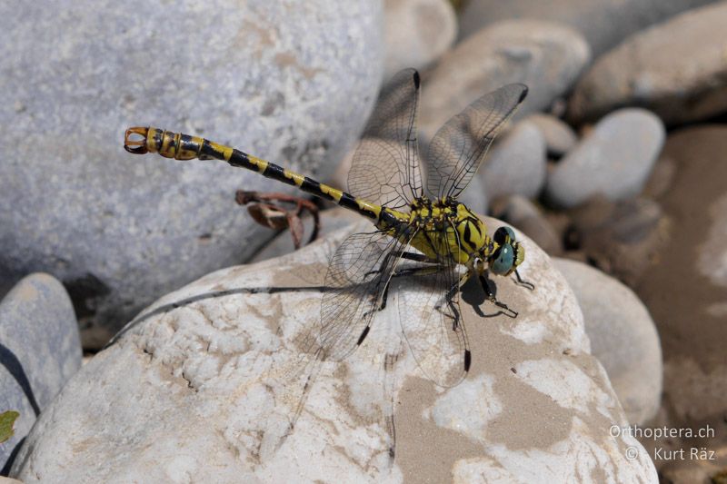 Kleine Zangenlibelle (Onychogomphus forcipatus) ♂ - FR, bei Manosque, 05.07.2014