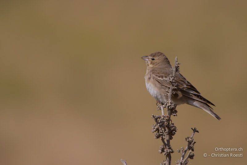 Singendes Männchen des Fahlsperlings (Pale Rock Sparrow, Carpospiza brachydactyla). Der insektenähnliche Gesang ist in der Tongalerie weiter unten zu hören. Dana, 25.05.2011