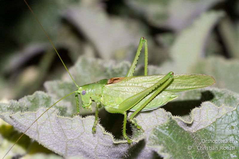 Tettigonia caudata ♂ - GR, Peloponnes, Spathovouni, 24.05.2013