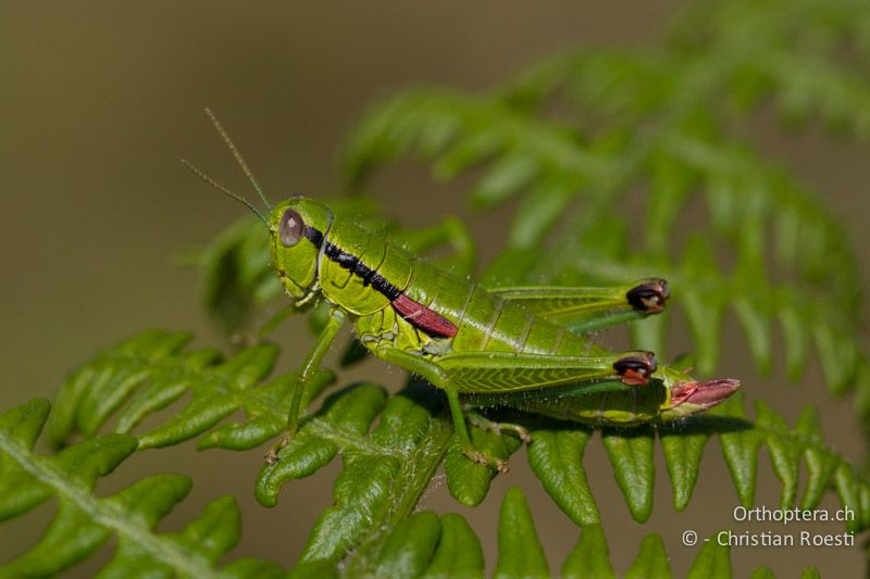 Odontopodisma decipiens insubrica ♀ - CH, TI, Mt. Generoso, 17.08.2013