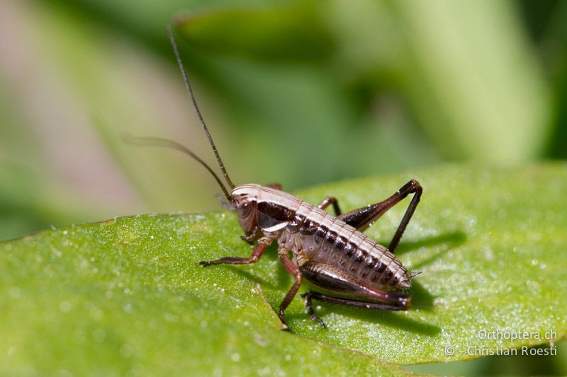 Larve von Metrioptera brachyptera im ca. 3. Stadium - CH, BE, Stechelberg, 16.06.2013