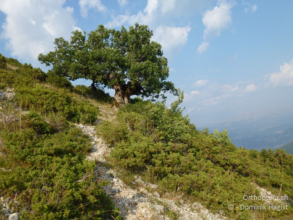 Eine alte Eiche, der einzige Schatten weit und breit - Mt. Tomaros, 13.07.2011