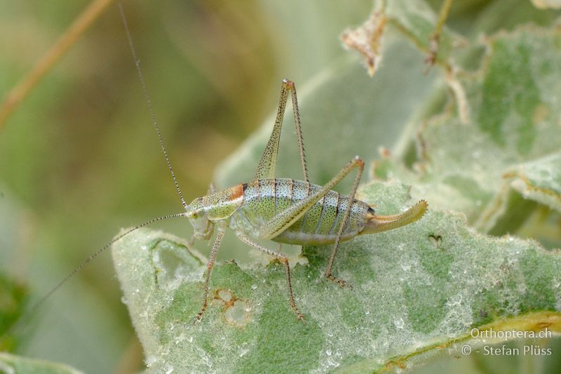 ♀ von Poecilimon chopardi - GR, Westmakedonien, Mt. Vernon, 10.07.2013