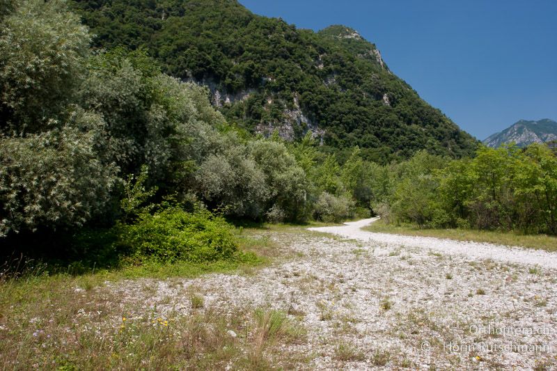 Wechselfeuchter Waldsaum am Tagliamento - IT, Friaul-Julisch, Cornino, 12.07.2010