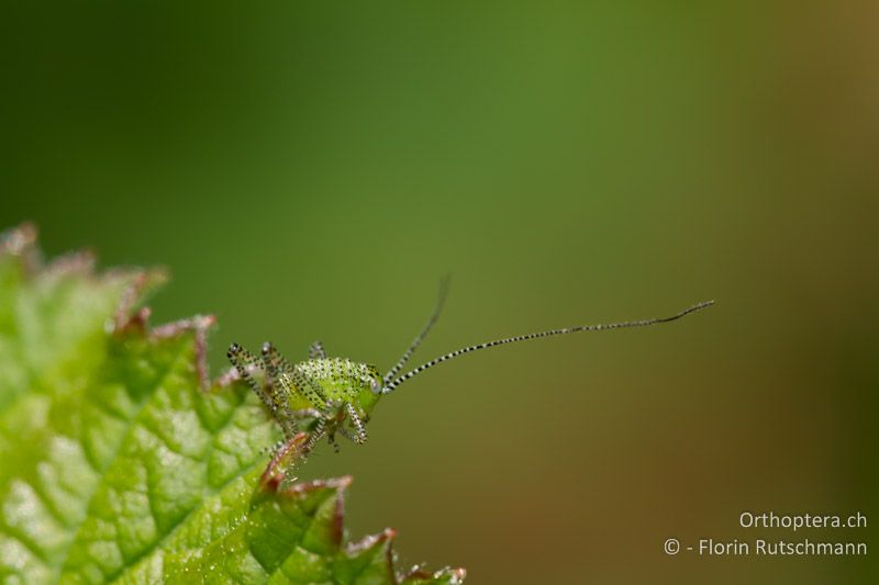 1. Larvenstadium von Leptophyes punctatissima - CH, TG, Immenberg, 21.05.2011