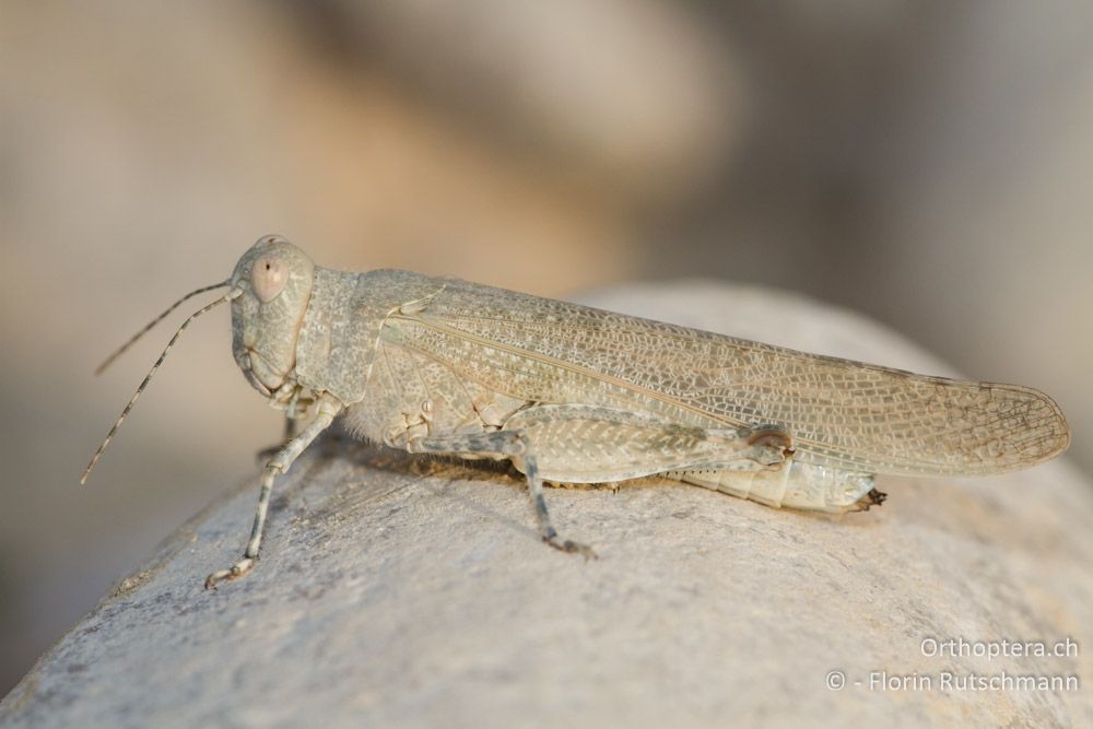 Sandschrecke Sphingonotus sp. - Meteora, 15.07.2011