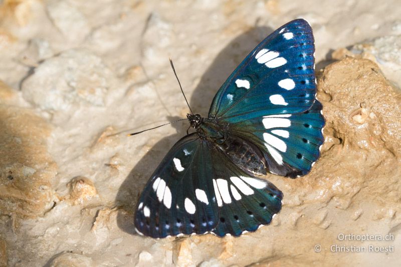 Blauschwarzer Eisvogel (Limenitis reducta) bei der Aufnahme von Nährstoffen - HR, Istrien, Brgod, 05.06.2014